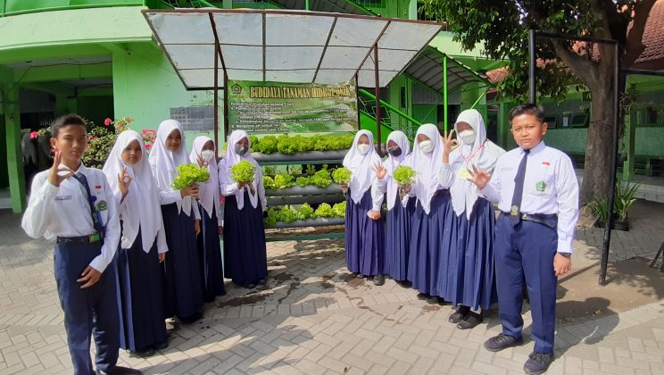 Madrasah Adiwiyata MTsN 4 Sidoarjo Tanam Selada di Lahan Hidroponik