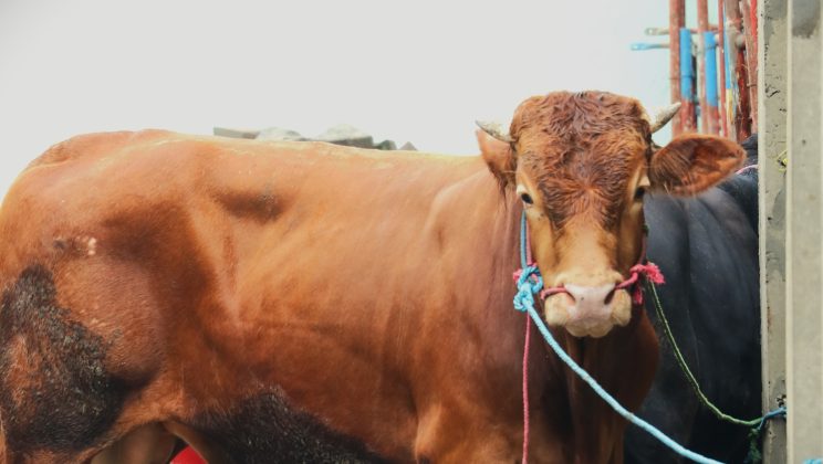 Hewan Kurban pada Peringatan Idul Adha 1446 H di MAN Sidoarjo