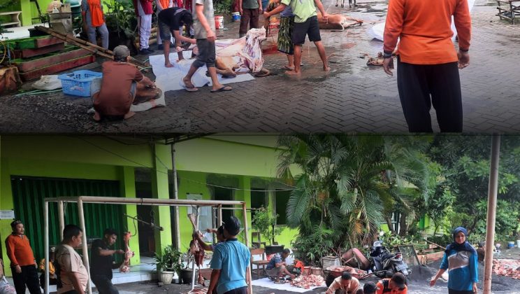 MTs Negeri 4 Sidoarjo Gelar Penyembelihan 5 Ekor Sapi Kurban dalam Suasana Khidmat