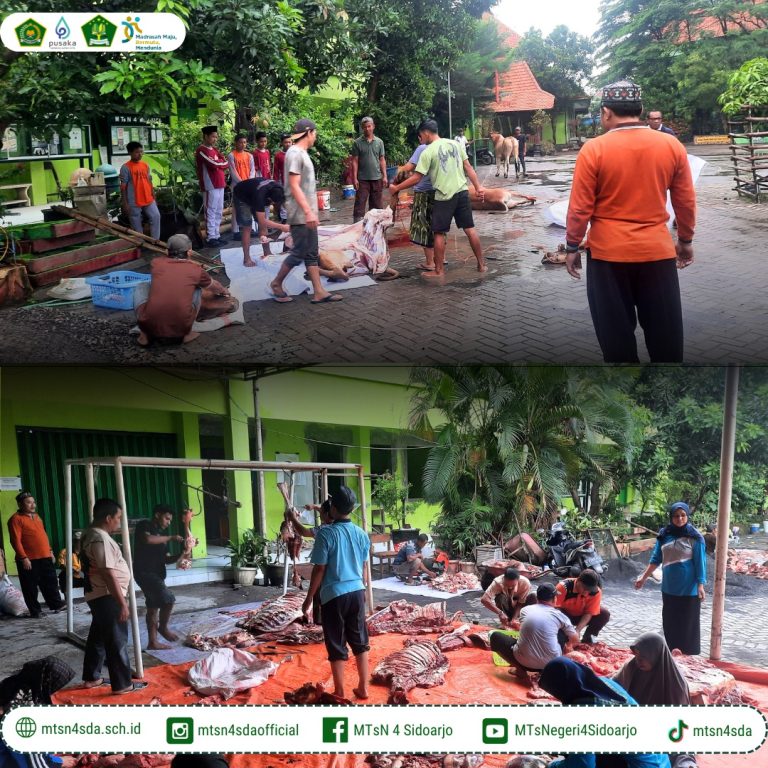 MTs Negeri 4 Sidoarjo Gelar Penyembelihan 5 Ekor Sapi Kurban dalam Suasana Khidmat