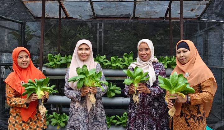 Panen Pakcoi Hidroponik : MTsN 4 Sidoarjo Wujudkan Sekolah Adiwiyata