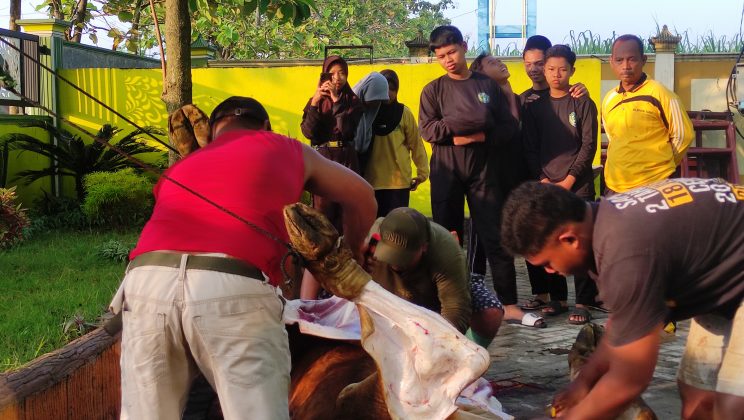 MTsN 3 Sidoarjo Salurkan 3 Ekor Sapi Kurban, Guru dan OSIM Gotong Royong